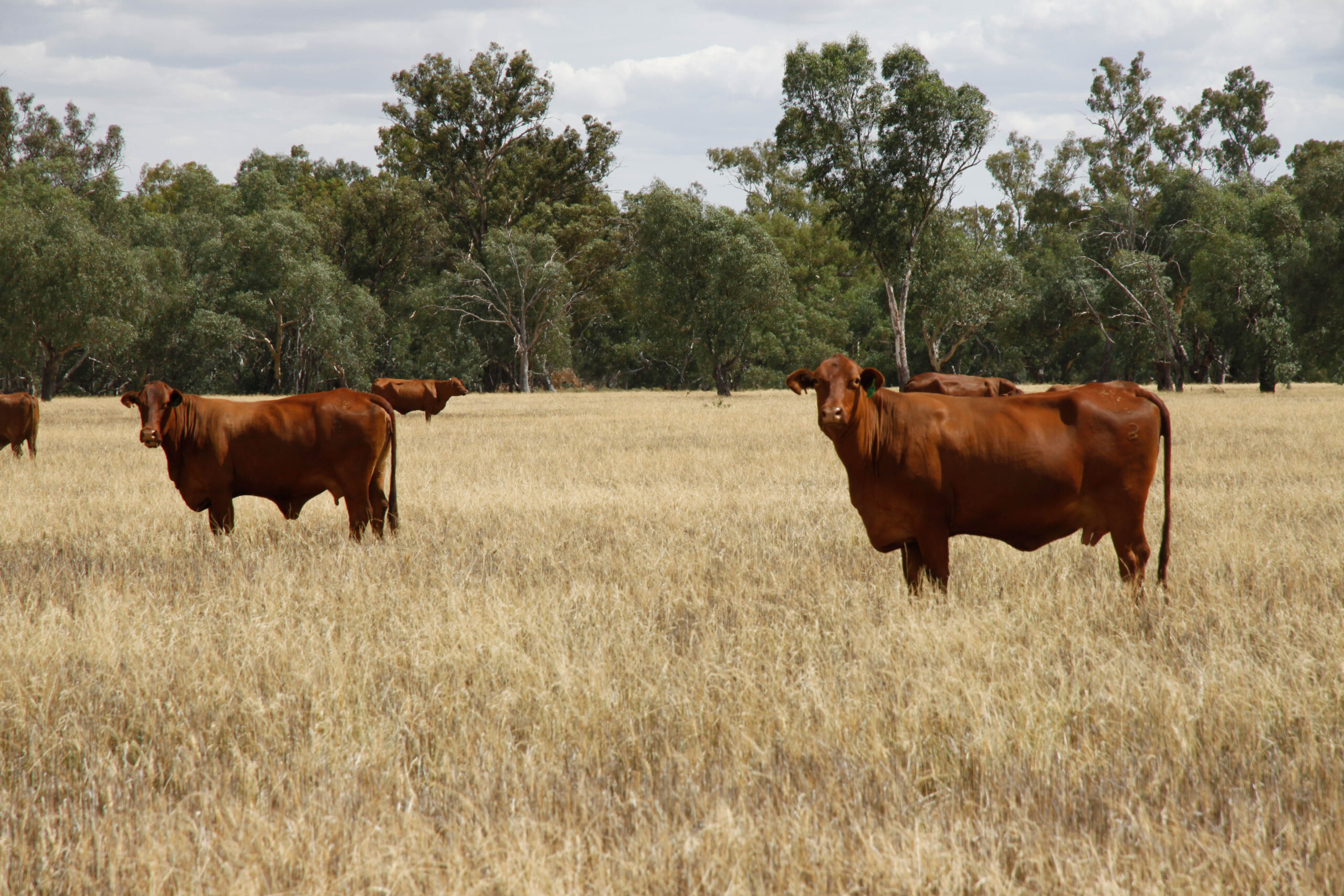 Bland Creek, QUANDIALLA NSW 2721 - Genuine leaders in specialist property