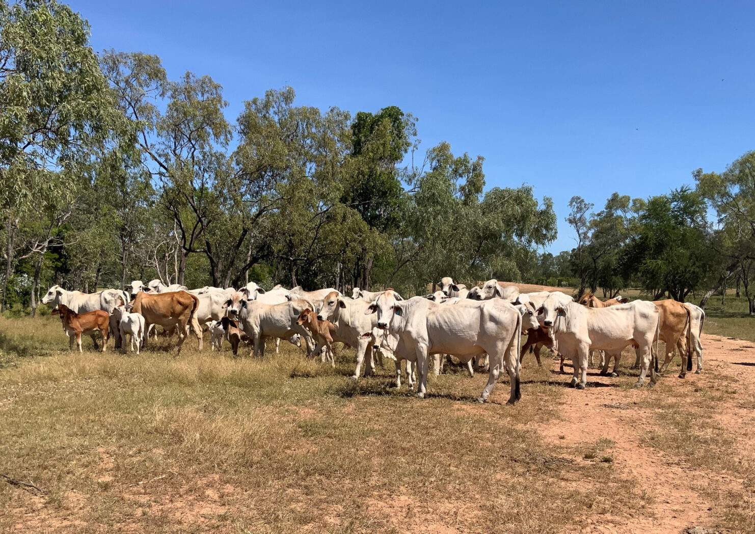 0 Gulf Developmental Road, CROYDON QLD 4871 - Genuine leaders in ...