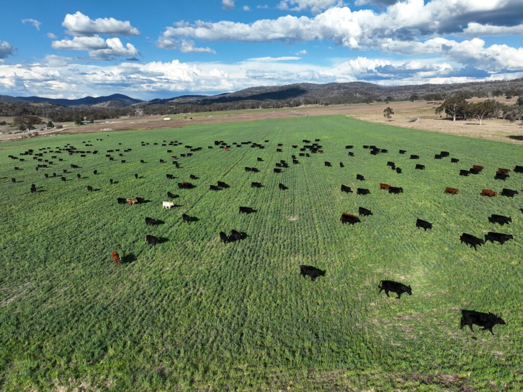 cattle and cropping enterprise