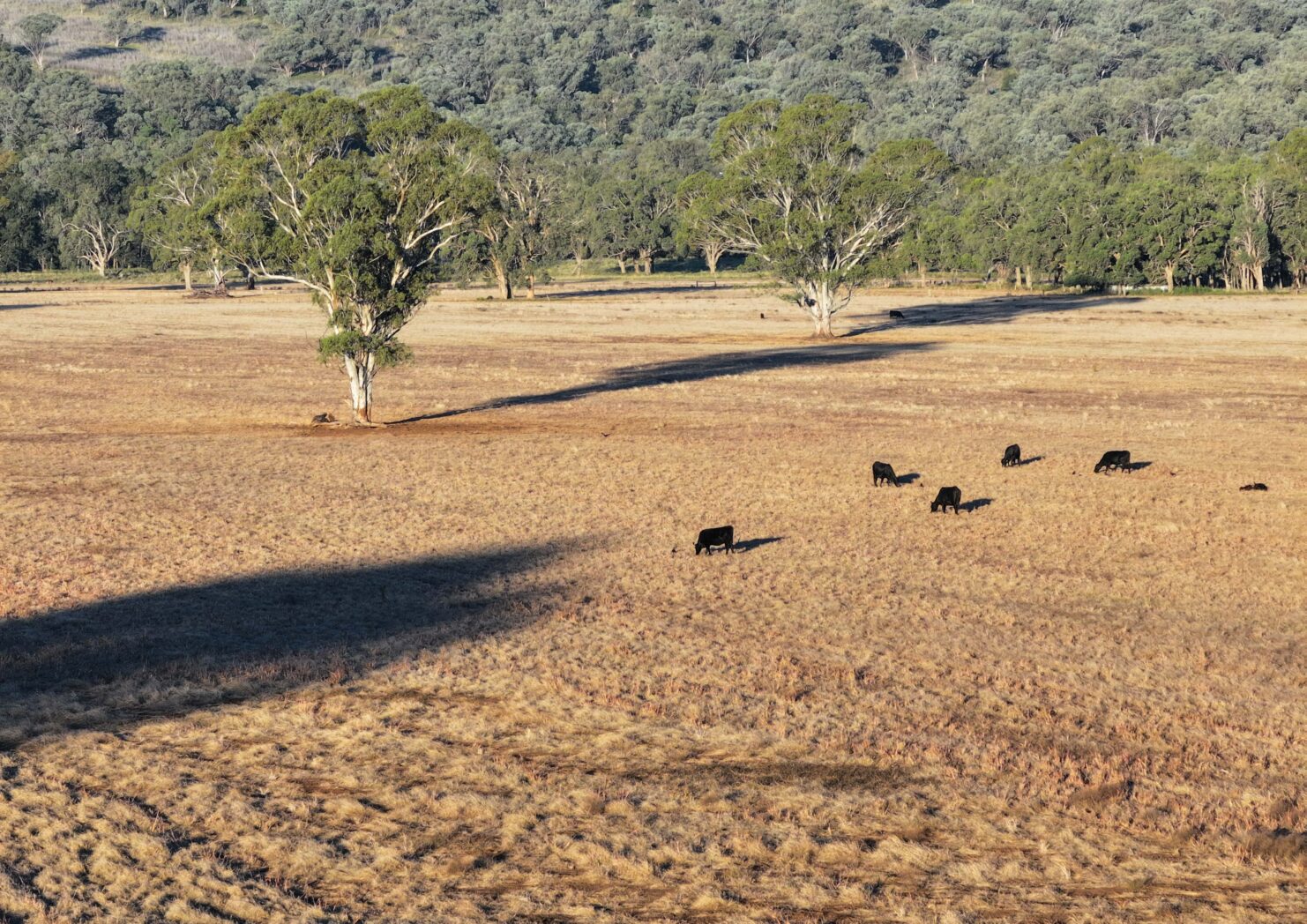 0 Cattle Creek Road, WILLOW TREE NSW 2339 - Genuine leaders in ...